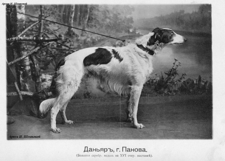 Долихоцефалы собаки породы