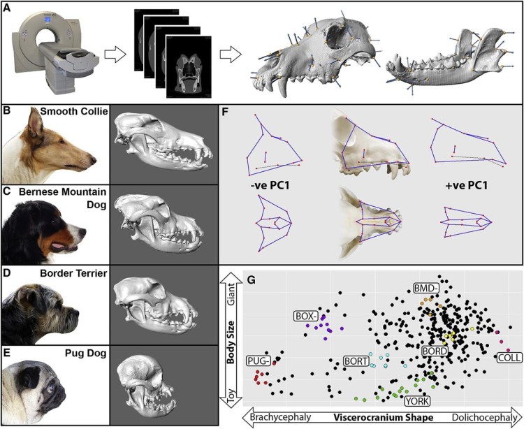 Черепа собак разных пород