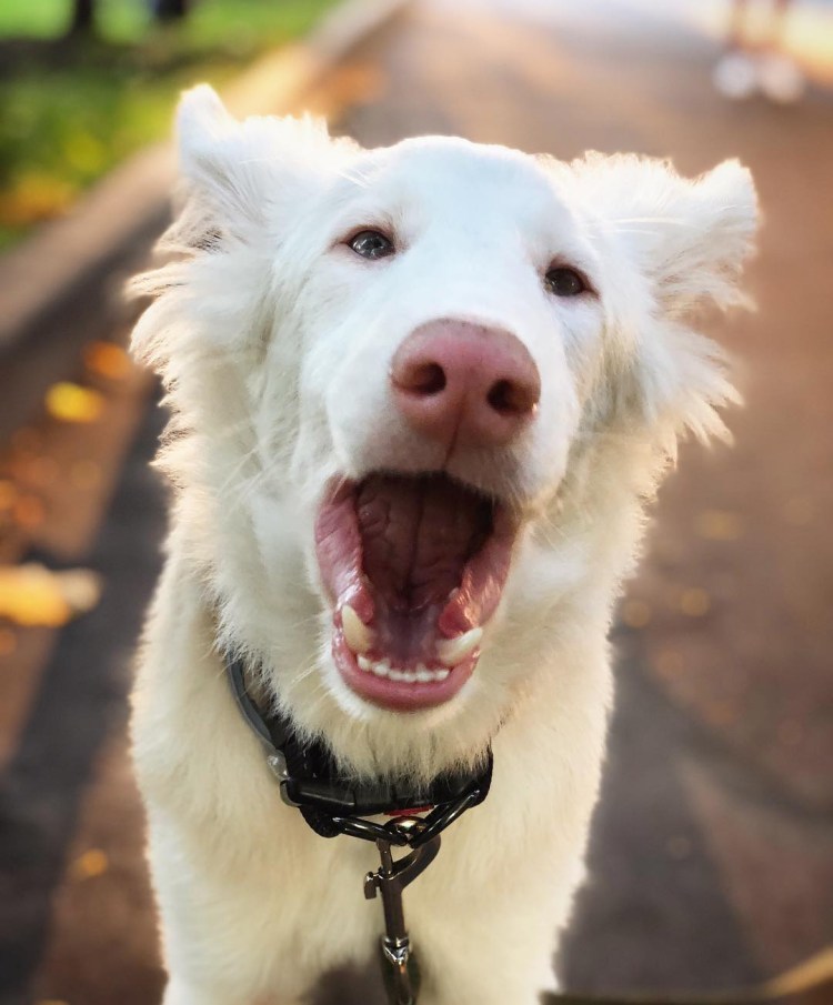 Череп собаки брахицефала