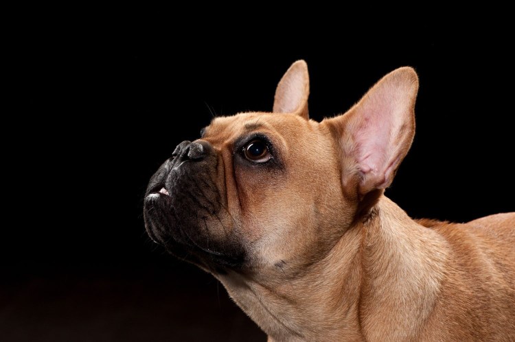 Собака английский бульдог брахицефалы