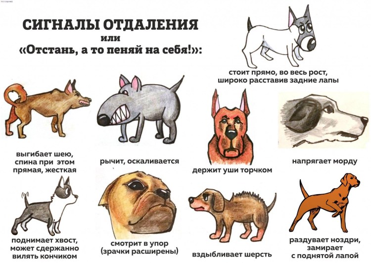 Собака Сибирская борзая Сибирская борзая