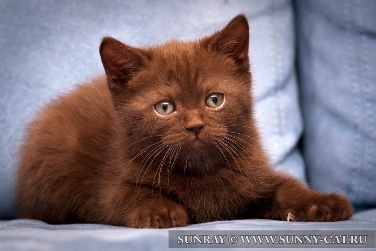 Британская циннамон биколор