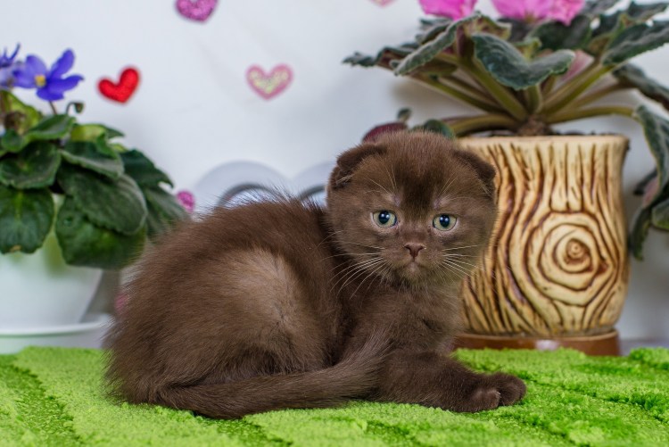 Шоколадные котята шотландцы