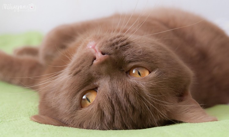 Британская короткошёрстная циннамон