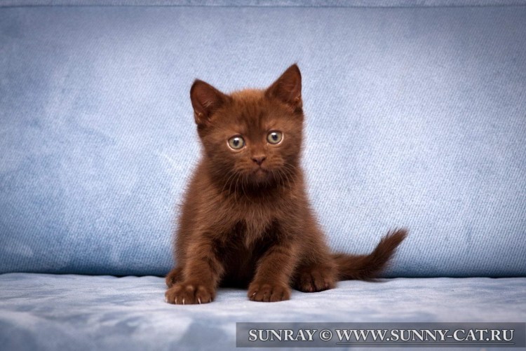 Британский кот циннамон