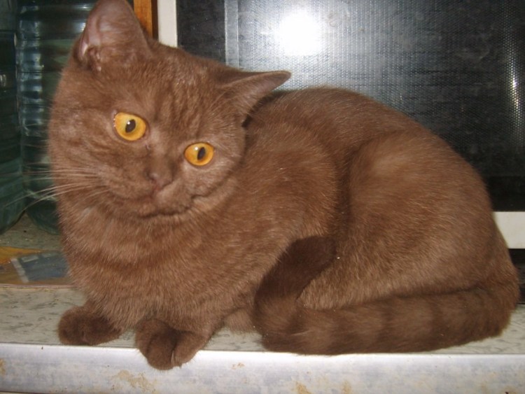 Британская короткошёрстная циннамон