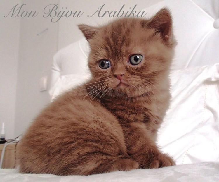 Британский страйт кот шоколадный