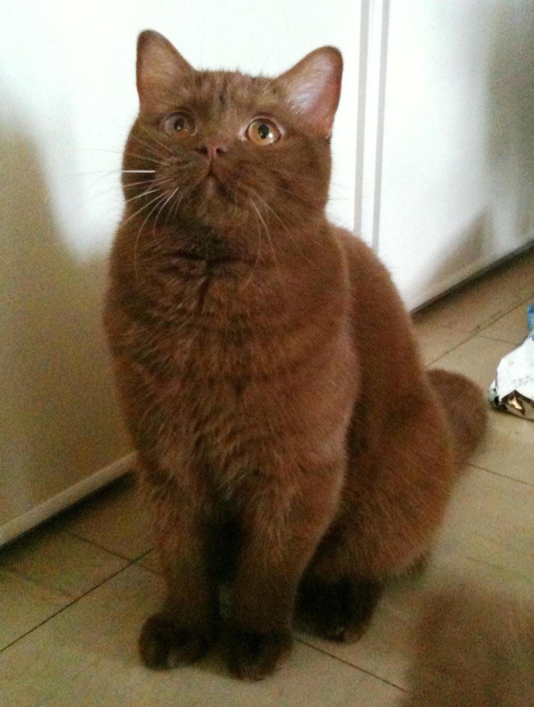 Британская кошка циннамон биколор