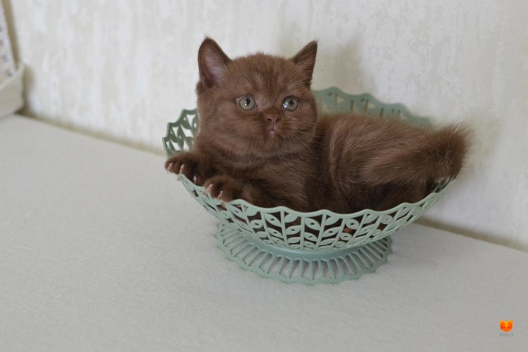 Британская короткошёрстная циннамон