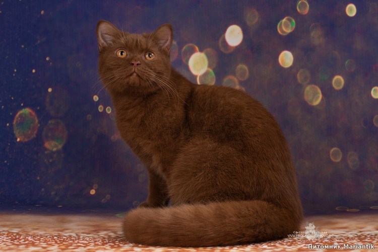 Британская короткошёрстная циннамон