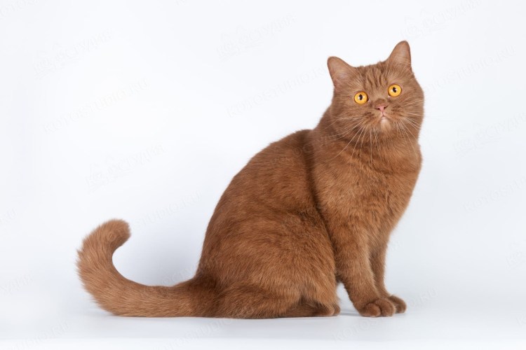 Циннамон табби