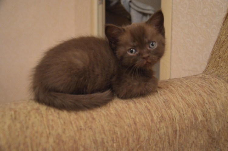 Кот Ориентал циннамон