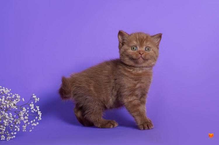 Британский кот циннамон