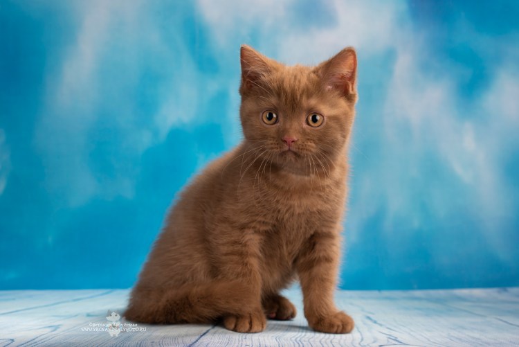 Шотландская кошка циннамон