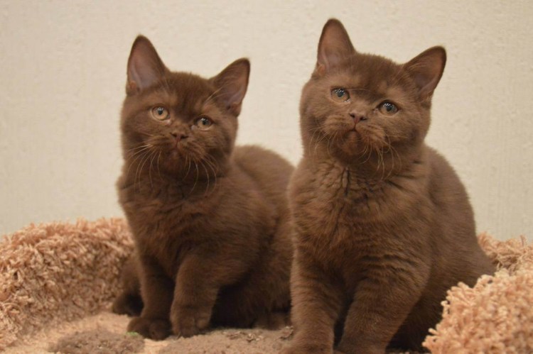 Британская короткошёрстная кошка циннамон