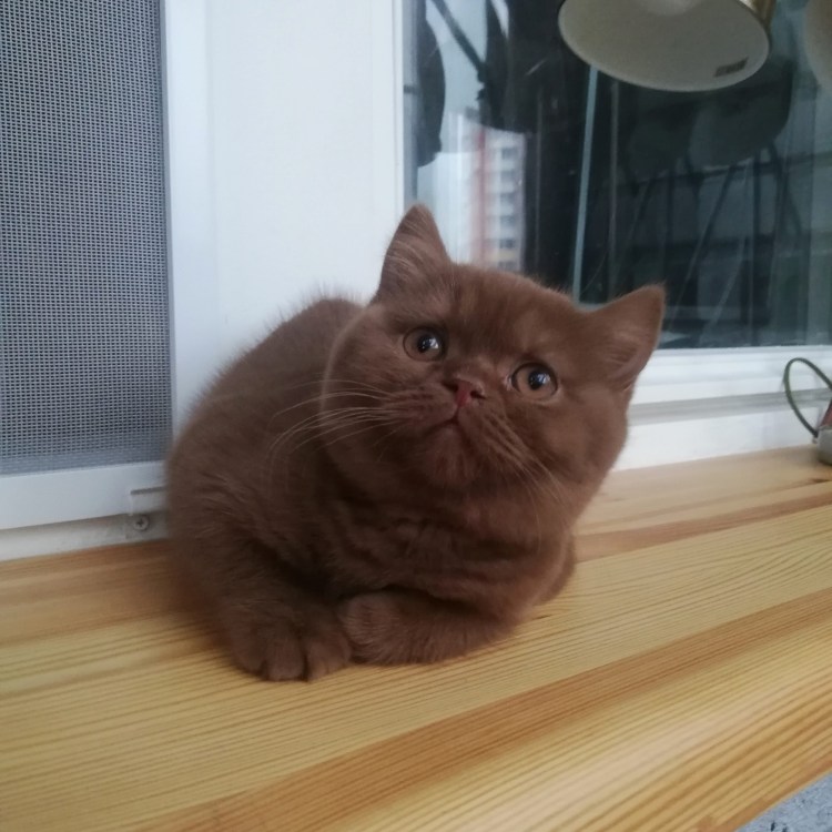 Циннамон фавн