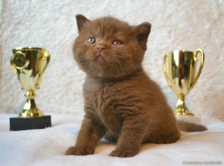 Британская короткошёрстная кошка циннамон