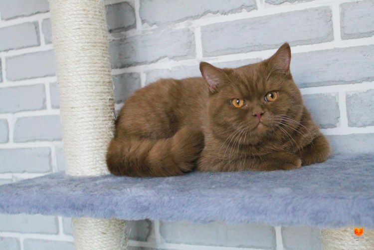 Кот молочный шоколад