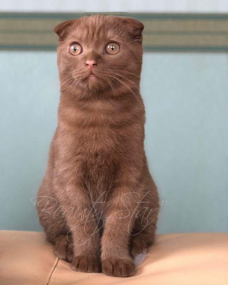 Кот британец циннамон