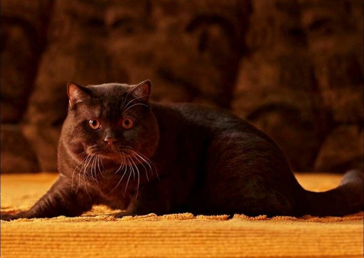 Скоттиш фолд шоколадный