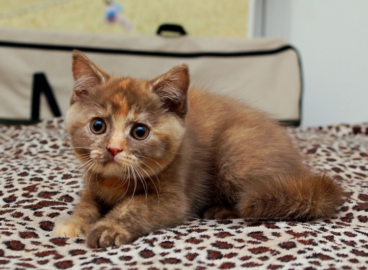 Коты шоколадного цвета