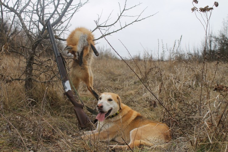 Охота на Лис с русской гончей