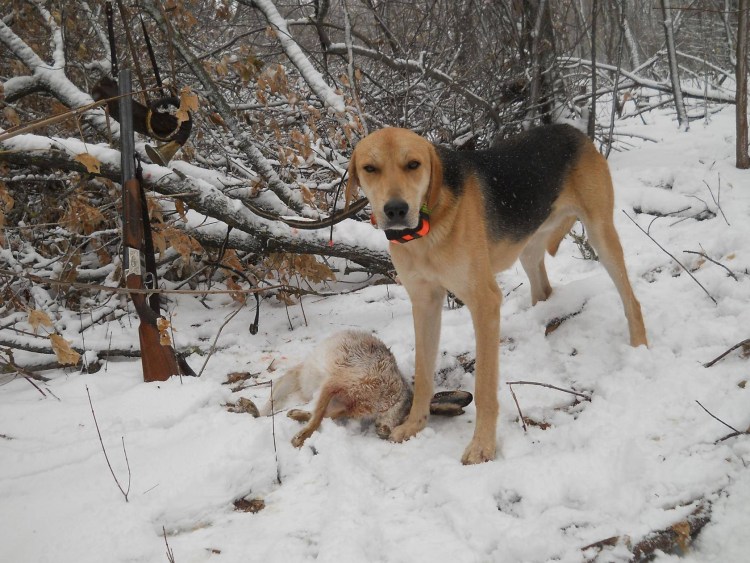 Натаска охотничьих собак гончие