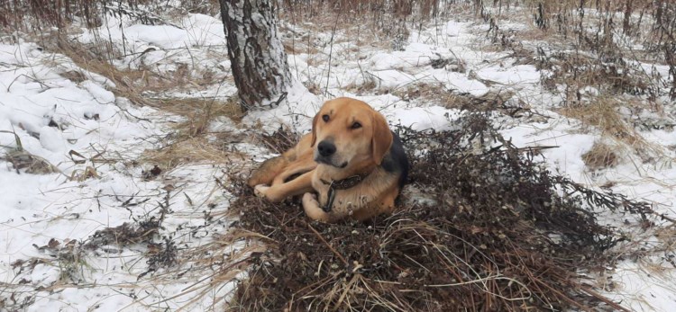 Джек русская гончая