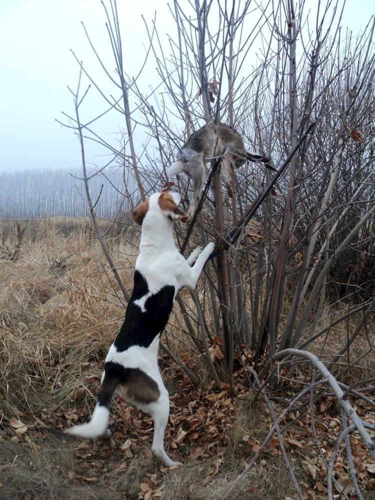 Охота зайца собака русская пегая гончая