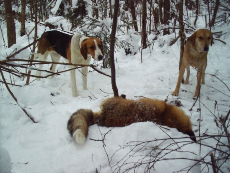 Охота зайца собака русская пегая гончая