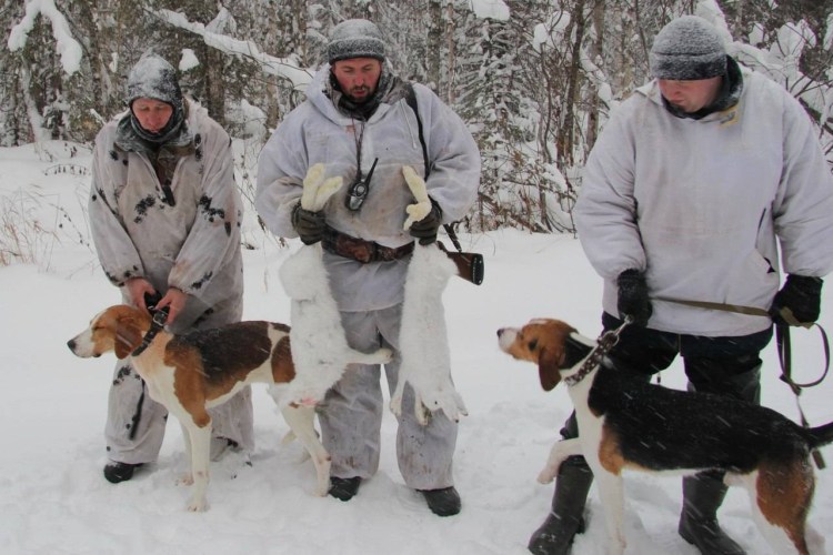 Охота на зайца беляка с русскими гончими