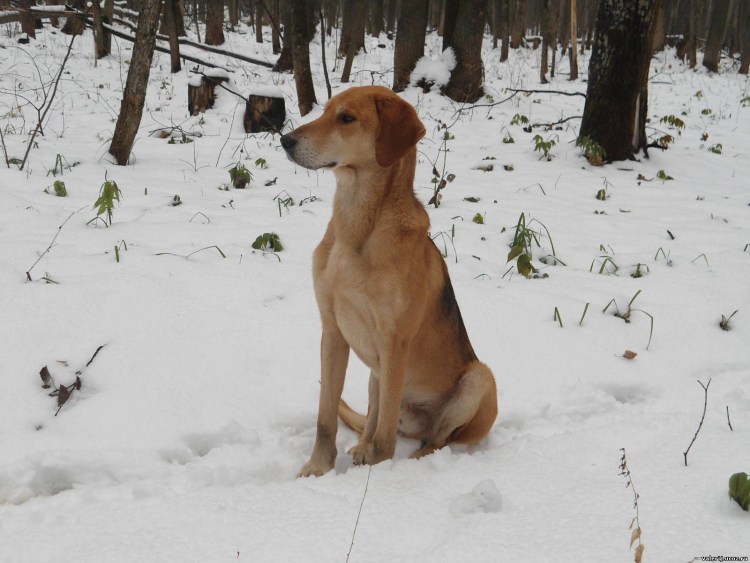 Русская гончая Соболиная щенки