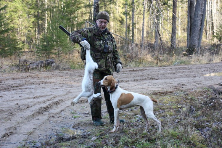 Охота зайца собака русская пегая гончая