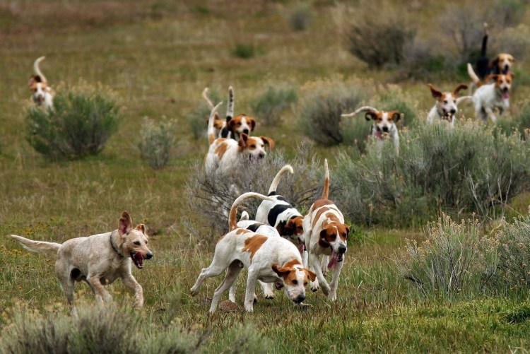 Стая охотничьих собак