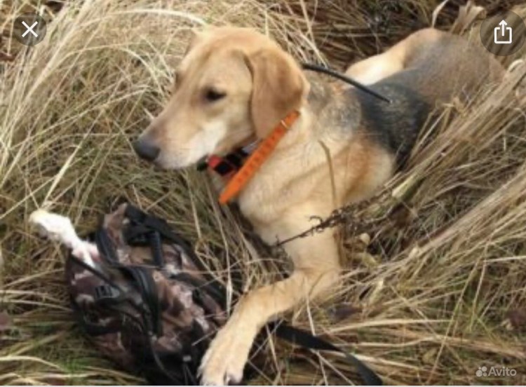 Русская гончая в холке