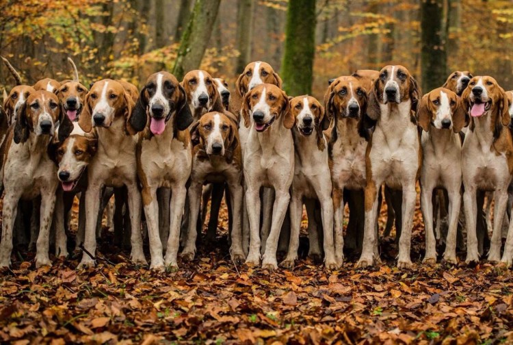 Фоксхаунд стая