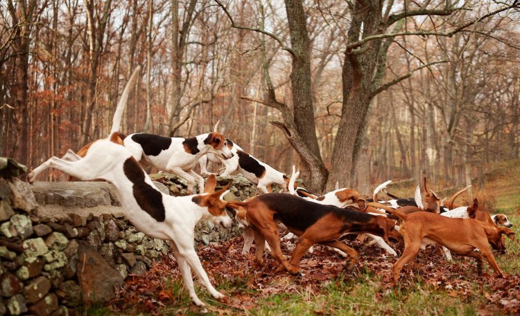 Охота на Лис в Англии собаки