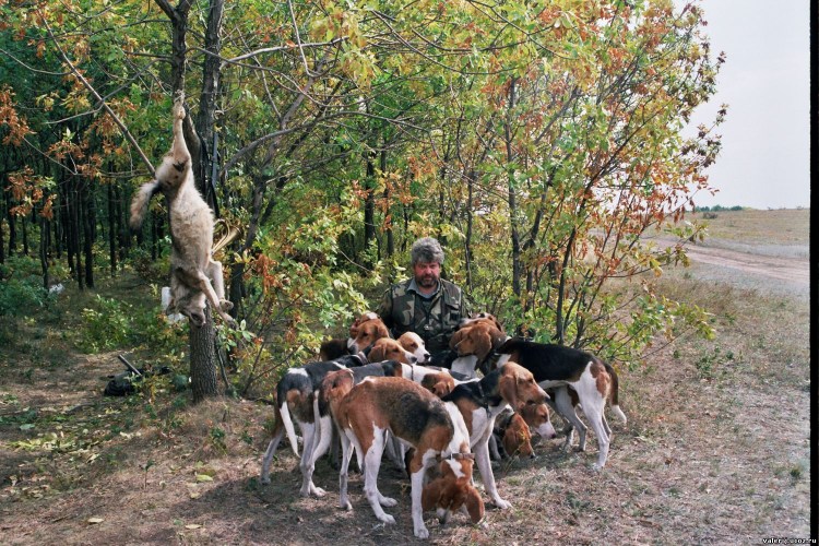 Стая гончих