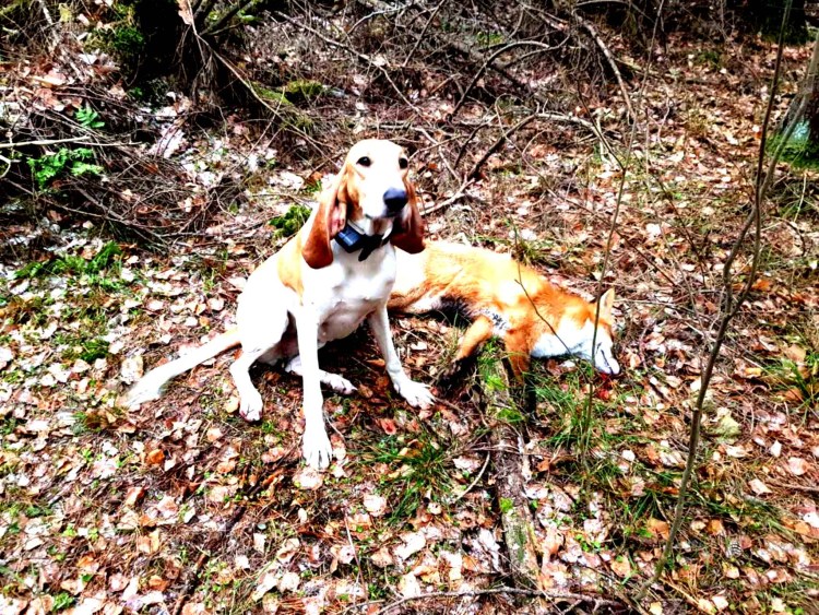 Русская пегая гончая на охоте