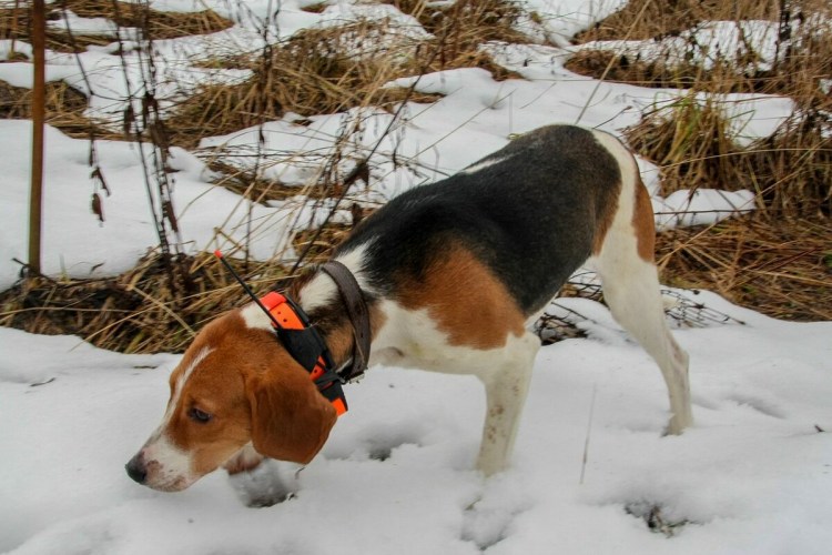 Эстонская гончая спаниеля