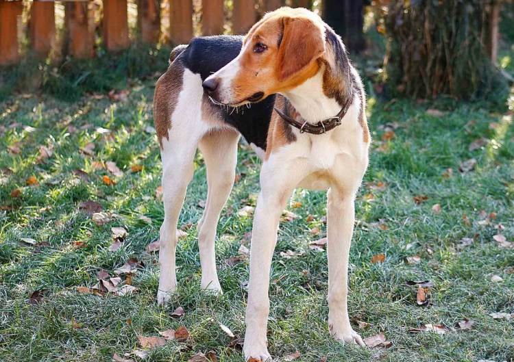 Русская пегая гончая щенок