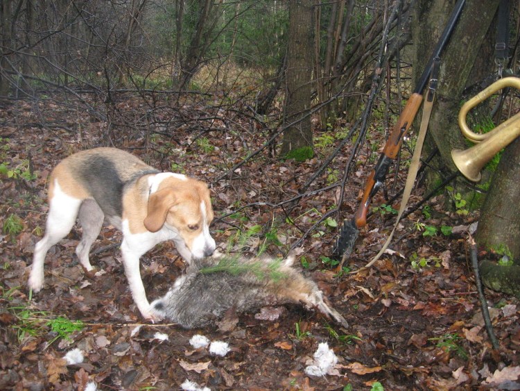 Русская пегая гончая охота на кабана