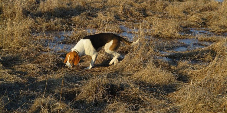 Натаска охотничьих собак гончие