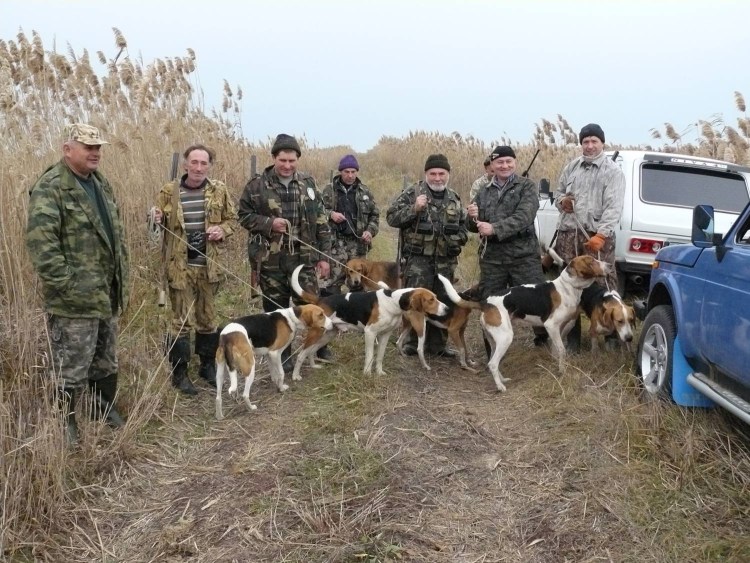 Охота на кабана Астраханская область 2020 года с гончими собаками