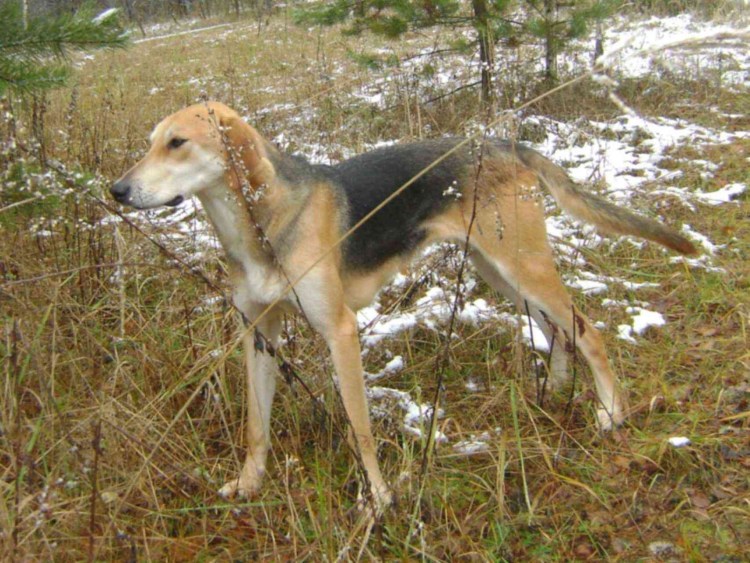 Русская пегая гончая выжлец