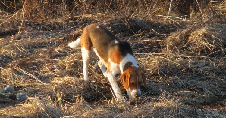 Охота зайца собака русская пегая гончая