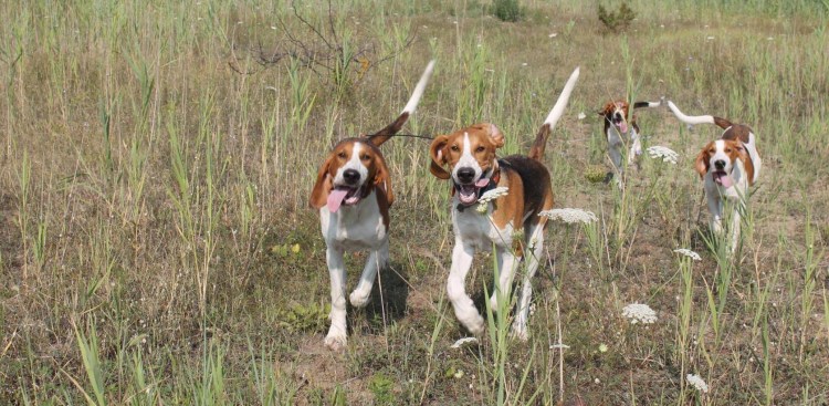 Собака русская пегая гончая на охоте