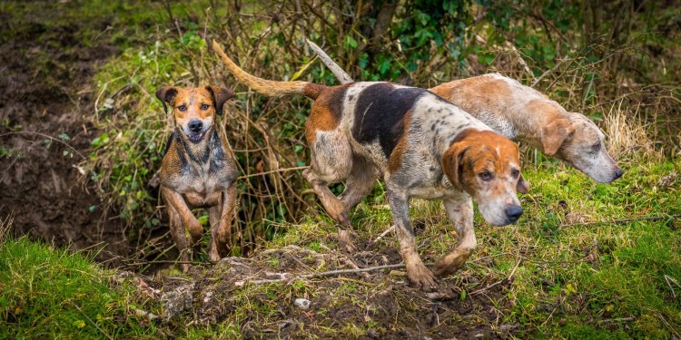 Русская пегая гончая