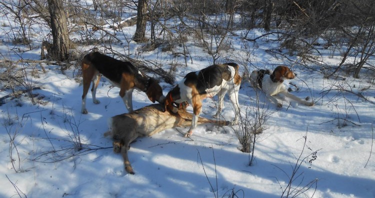 Русская пегая гончая на охоте