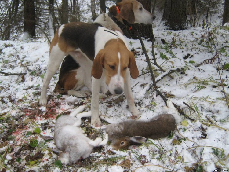 Русская пегая гончая с охотником